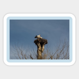 Nesting White Storks in North East Italy Sticker